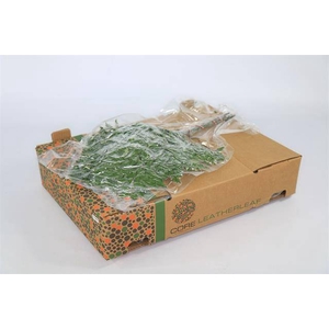 LEDERVAREN EXTRA VACUUM CORE X 12