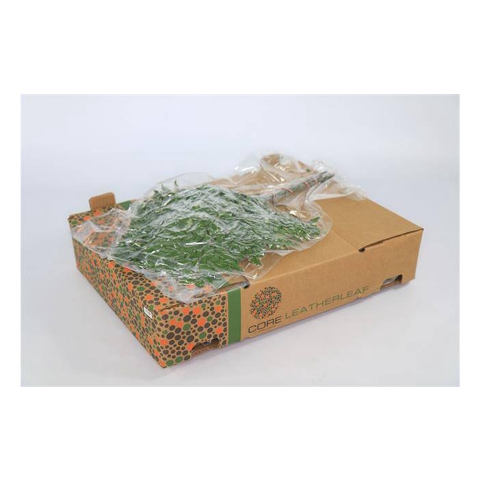 <h4>LEDERVAREN EXTRA VACUUM CORE X 12</h4>