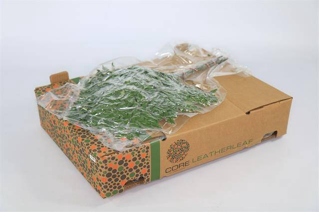 LEDERVAREN EXTRA VACUUM CORE X 12