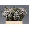 Kaaps Groen Silver Brunia