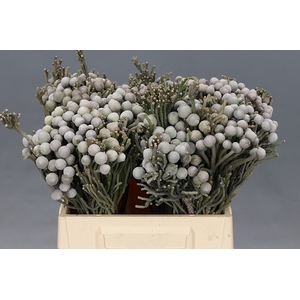 Kaaps Groen Silver Brunia