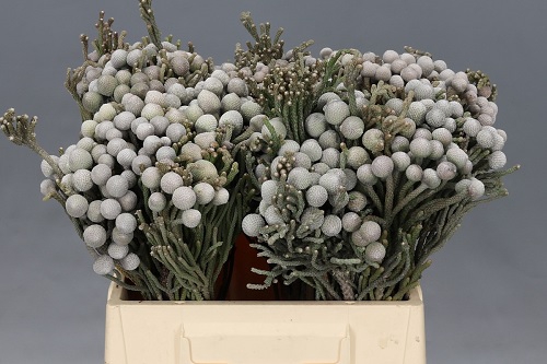 Kaaps Groen Silver Brunia
