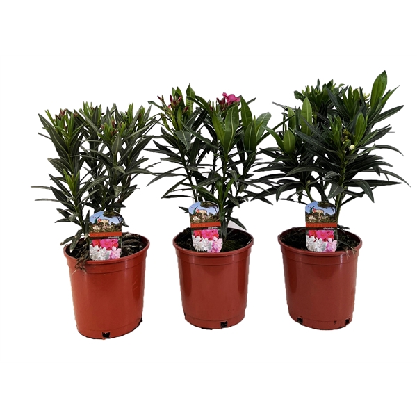 <h4>Nerium oleander</h4>