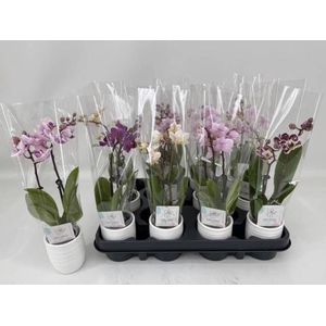 PHAL MINI