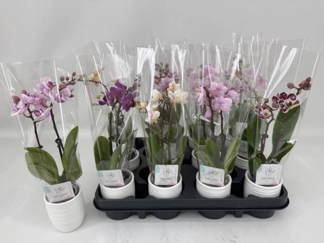 <h4>PHAL MINI</h4>
