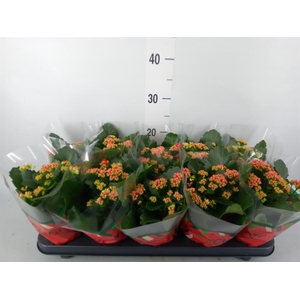 Kalanchoe blos. 'RosDon Amador'