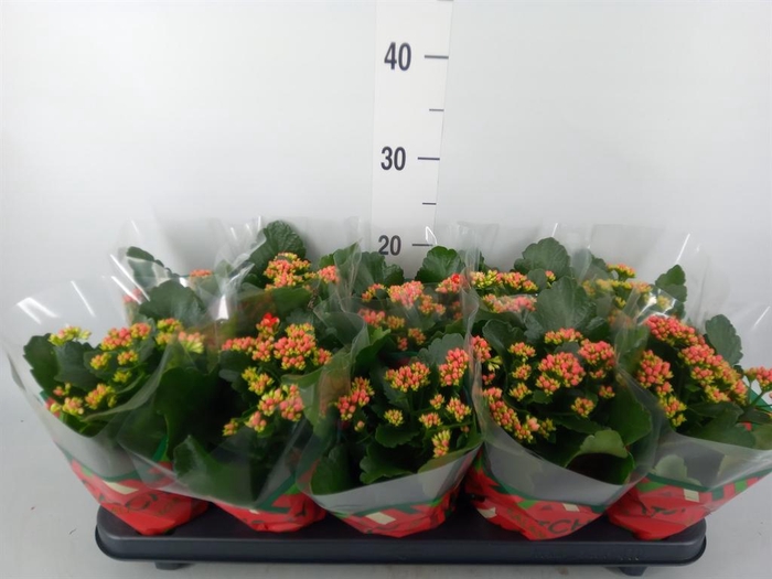 Kalanchoe blos. 'RosDon Amador'