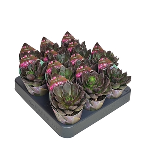 ECHEVERIA 'BLACK PRINCE' - POT Ø 6,5 WITH POTCOVER (SUCCULENTEN)