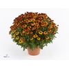 Chrysanthemum  'Tocca Orange'