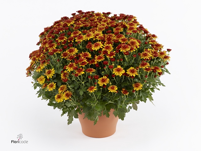 Chrysanthemum  'Tocca Orange'