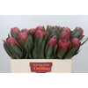 Protea Red Ice