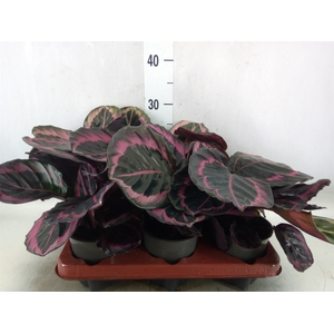 Calathea roseopicta 'Dottie'
