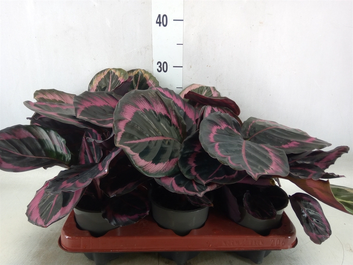 <h4>Calathea roseopicta 'Dottie'</h4>