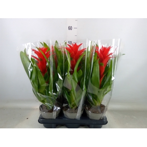 Guzmania   ...