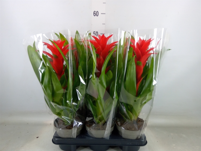 <h4>Guzmania   ...</h4>