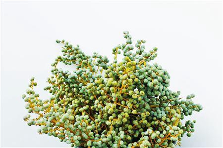 <h4>Dadels Tros 3 Kg Verde</h4>