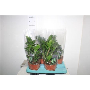 Zamioculcas Zenzi 4+
