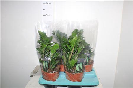 <h4>Zamioculcas Zenzi 4+</h4>