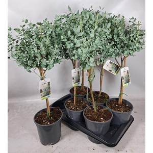 Eucal Gunnii