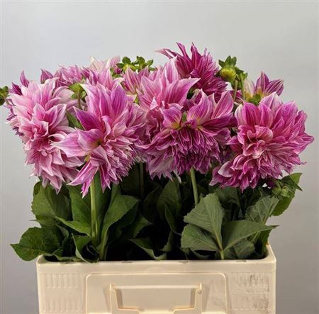 <h4>Dahl Cafe Lait Royal</h4>