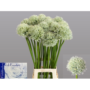 ALLIUM WHITE GIANT