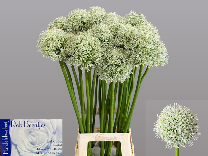 <h4>ALLIUM WHITE GIANT</h4>