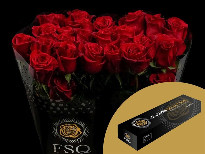 <h4>R GR Freedom Box</h4>