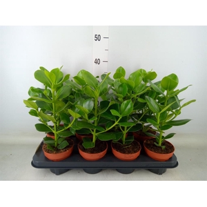 Clusia rosea 'Princess'