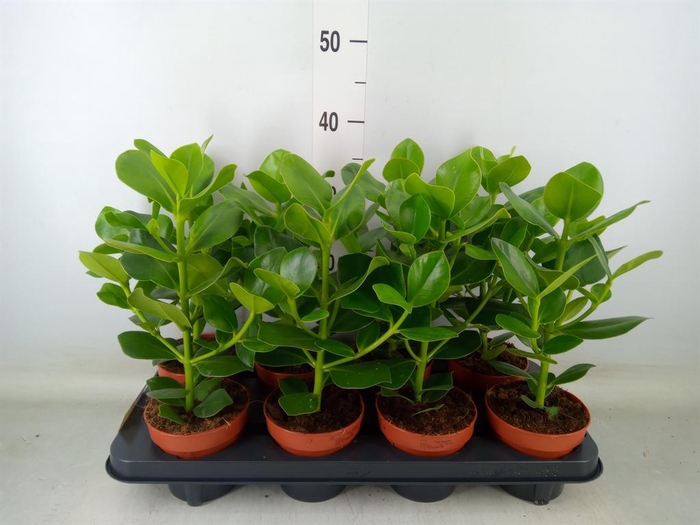 <h4>Clusia rosea 'Princess'</h4>