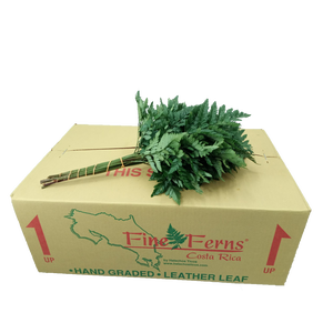 LEDERVAREN EXTRA FINE FERNS