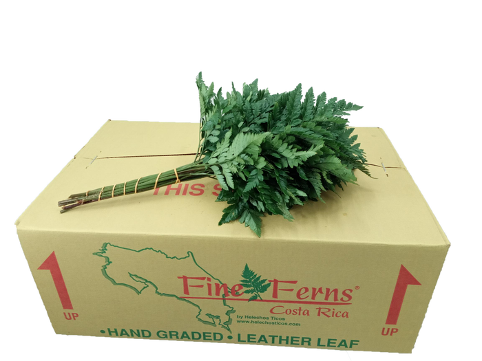 <h4>LEDERVAREN MEDIUM FINE FERNS</h4>