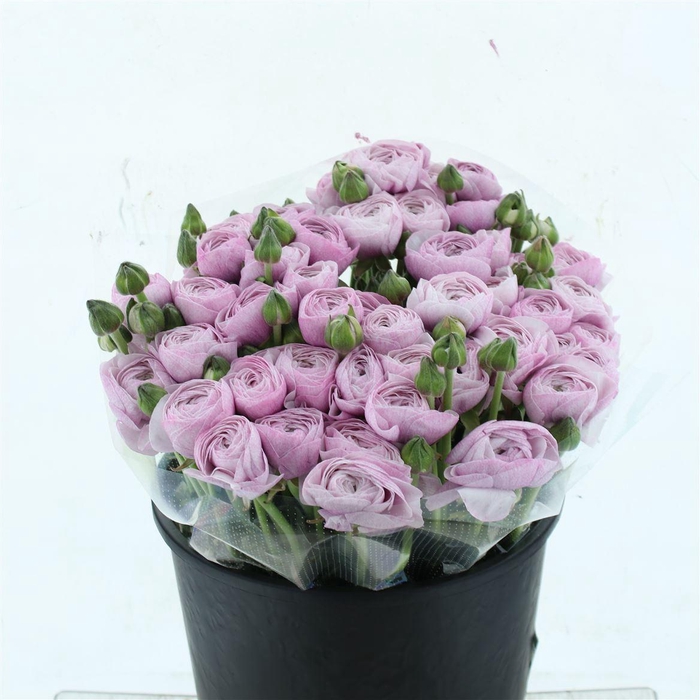 Ran Su Sr Nebbia Extra