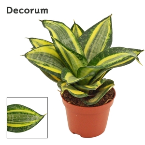 Sansevieria Hahnii 6 cm Jade Multicolor (Decorum)