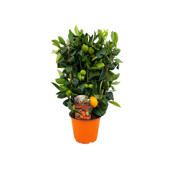 <h4>Citrus calamondin</h4>