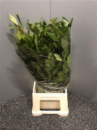 <h4>Laurus Nobilis</h4>