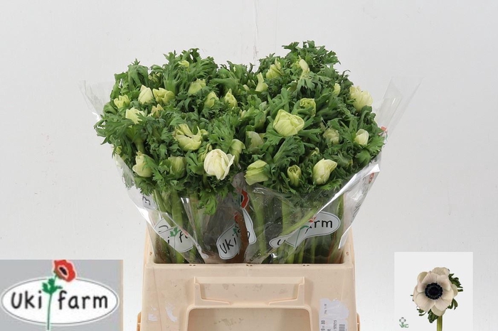 <h4>Anem Marianne Panda White</h4>