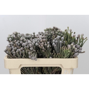 Kaaps Groen Silver Brunia
