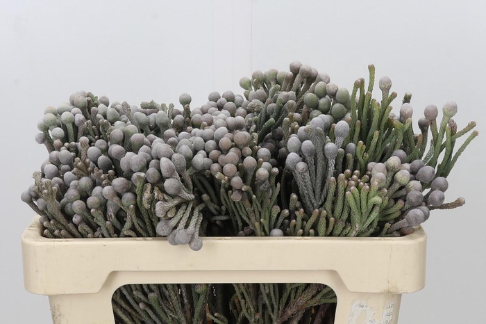 <h4>Kaaps Groen Silver Brunia</h4>