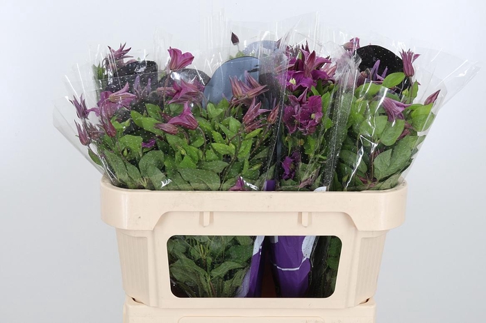 <h4>Clem Amazing Kyiv</h4>