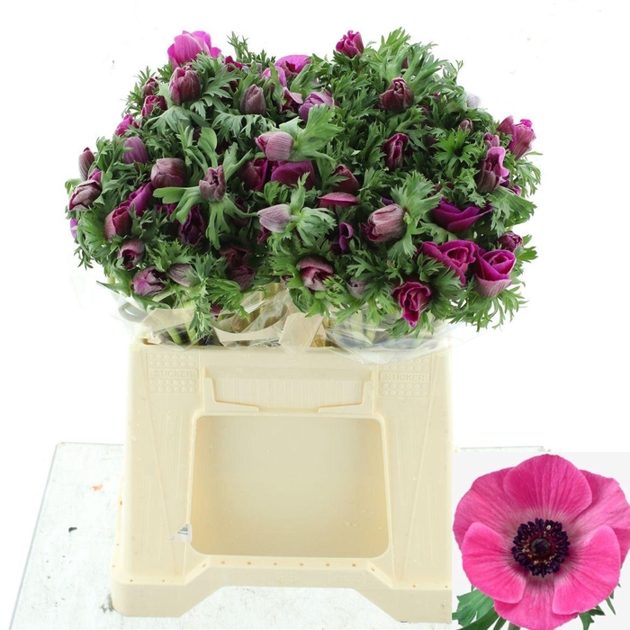 <h4>ANEM CO MAR ORCHID</h4>