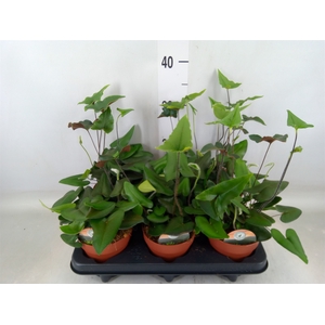 Hemionitis arifolia