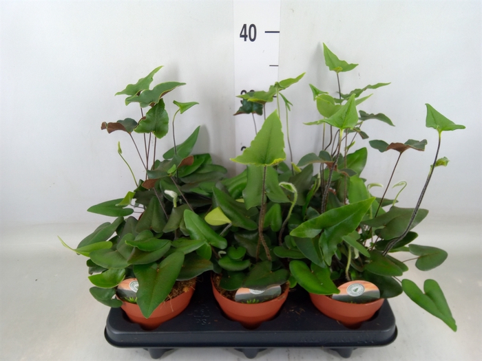 <h4>Hemionitis arifolia</h4>