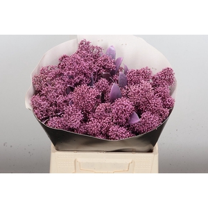 Skimmia Wx Milka