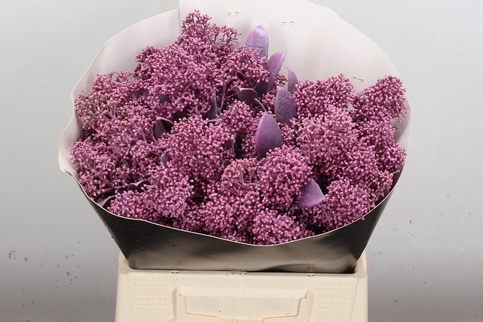 <h4>Skimmia Wx Milka</h4>