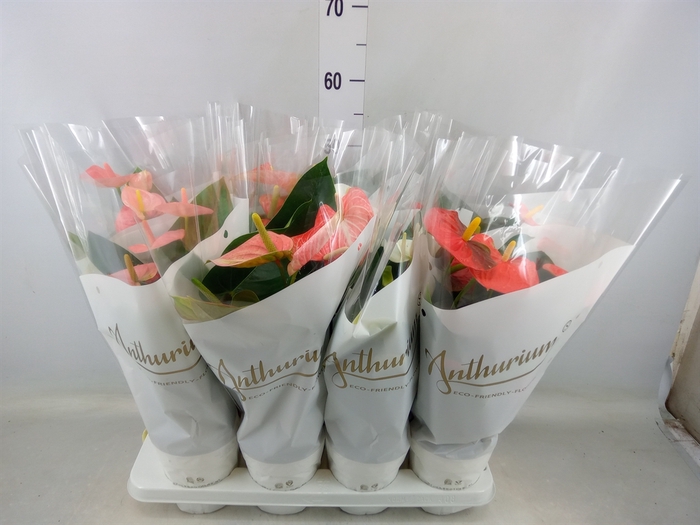 <h4>Anthurium andr.   ...mix  5</h4>