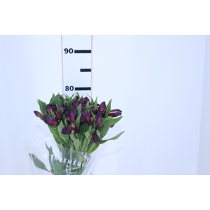 ALSTROEMERIA ONYX 080 CM
