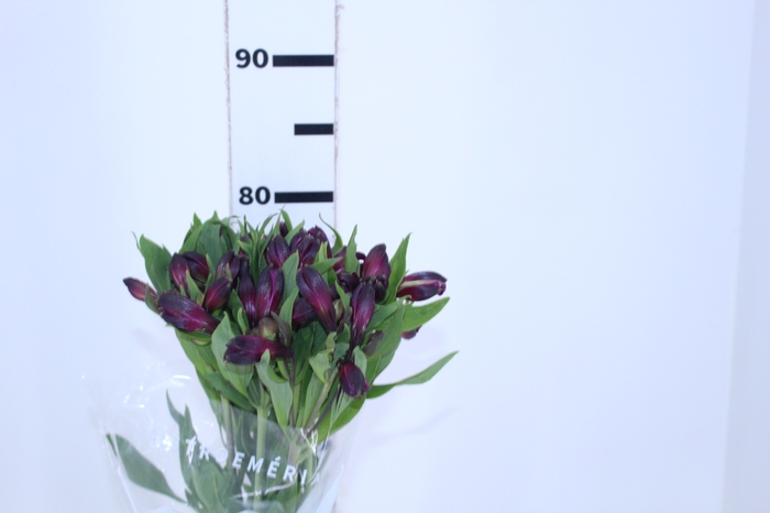 ALSTROEMERIA ONYX 080 CM