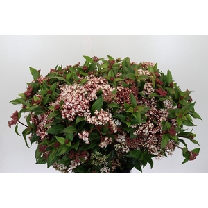 Viburnum Tinus Red Spirit