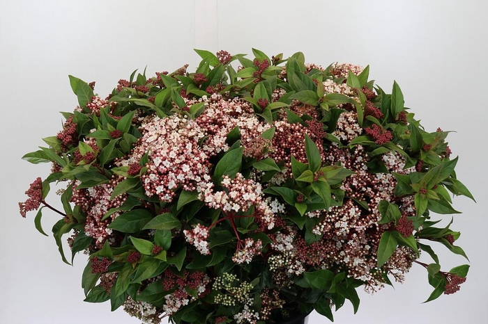 <h4>Viburnum Tinus Red Spirit</h4>