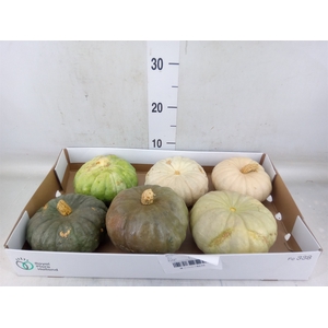 Cucurbita pepo 'Jarrahdale'